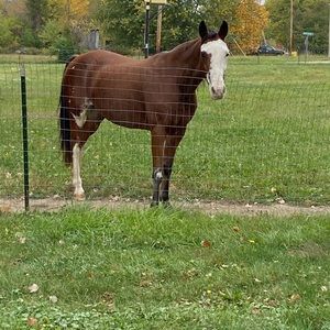 Meet your Posher, Courtney